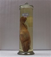 藏品(赤石斑魚)的圖片